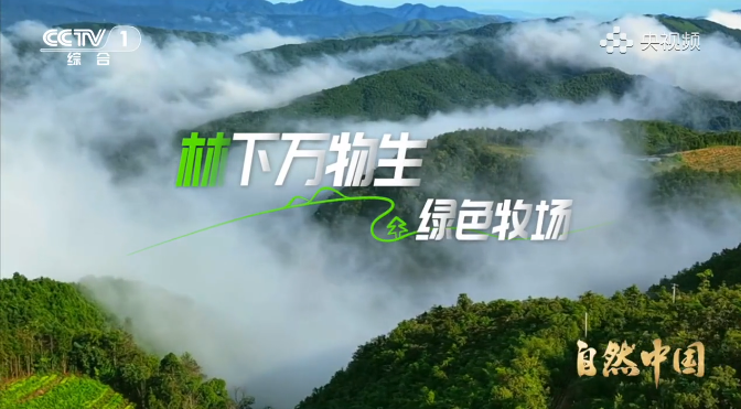 《林下万物生》第6集 绿色牧场