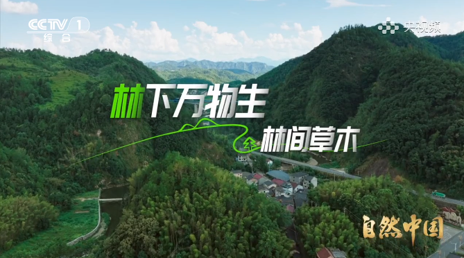 《林下万物生》第5集 林间草木